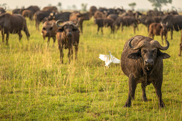 African buffalo or Cape buffalo (Syncerus caffer), Murchison Falls National Park, Uganda.