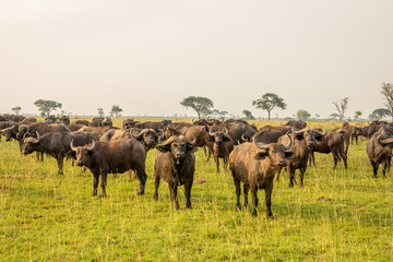 Naklejka na ściany i meble African buffalo or Cape buffalo (Syncerus caffer), Murchison Falls National Park, Uganda.