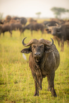 African buffalo or Cape buffalo (Syncerus caffer), Murchison Falls National Park, Uganda.