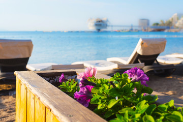 Flowers and sun loungers on an empty beach