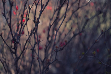 tree winter branch nature snow branches