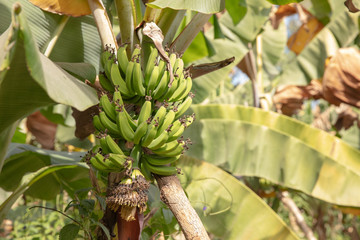Banana plants on a permaculture planatation in Africa