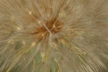 Fototapeta premium dandelion eyes