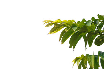 Leaves on a white background,clipping paths