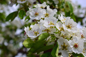  blooming trees in the garden