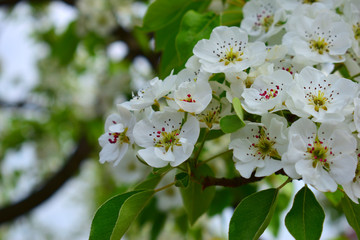  blooming trees in the garden