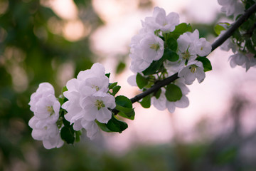 blooming trees in the garden