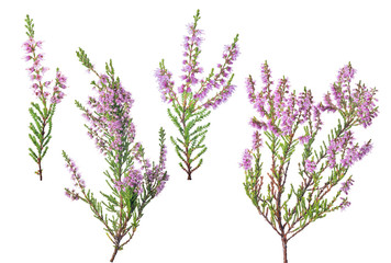 four pink blossoming heather branches on white - obrazy, fototapety, plakaty