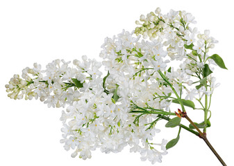 isolated pure white lush lilac with small green leaves