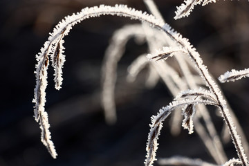 The dry whisk of a wild-growing cereal bent by an arch is covered with the hoarfrost crystals...
