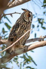 Long eared Owl in its habitat rare in middle east