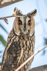 Long eared Owl in its habitat rare in middle east