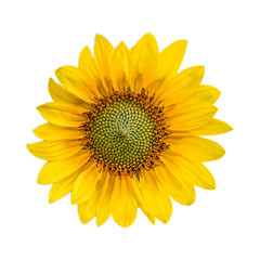 Fototapeta premium Sunflower isolated on white background.