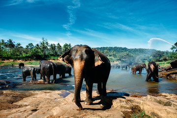 Pinnawala elephant orphanage, national park in Sri Lanka. Group of elephants bathing in river. Blue sky.  Wide angle.