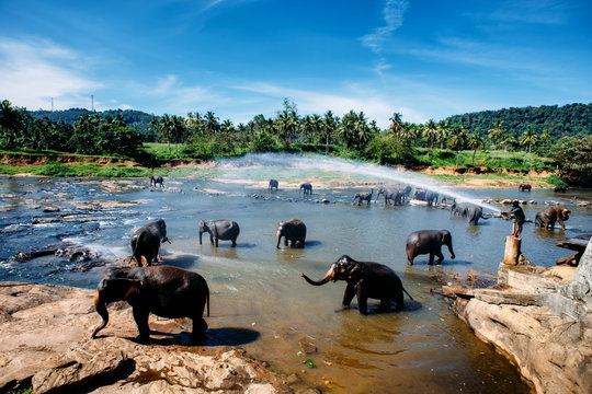 Pinnawala elephant orphanage, national park in Sri Lanka. Group of elephants bathing in river. Blue sky.  Wide angle.