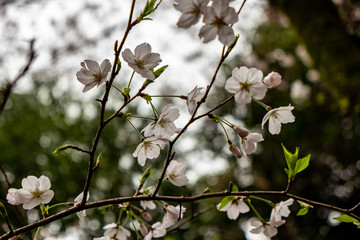 blooming cherry tree in spring