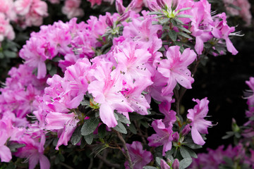 Azalea flower pink