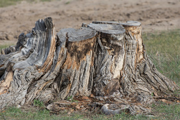 Fototapeta na wymiar A large stump of a sawn tree in a forest.