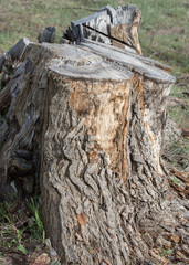 The stump of a sawn tree in the forest.