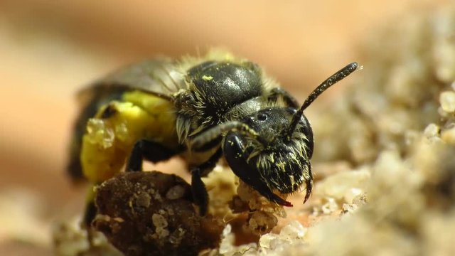 Osmia cornifrons
