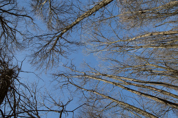 Clear skies and trees