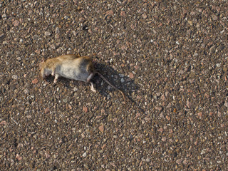 2020 leap-year, year of the rat.
