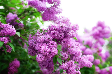 Blossom lilac flowers in spring in garden. branch of Blossoming purple lilacs in spring. Blooming lilac bush.  Blossoming purple and violet lilac flowers. Spring season, nature background. aroma, 