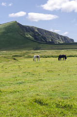 Irish landscape with horses