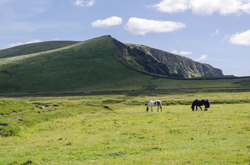 Horses on meadow in irish landscape