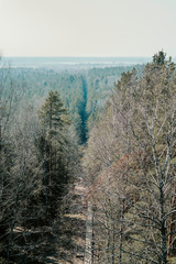 Forest Landscape view from the top, forest view, forest adventure