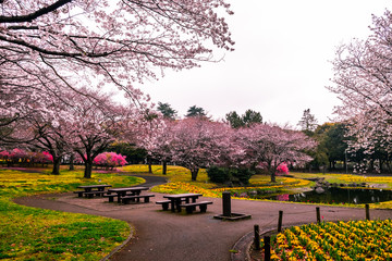 Spring in the Beppu central park with pink sakura. Spring cherry blossom in a Japanese park