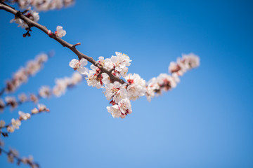 Spring flowering background. Spring flowers. Beautiful garden. Blue sky. Blooming tree.Floral art, romantic card and botanical background concept.