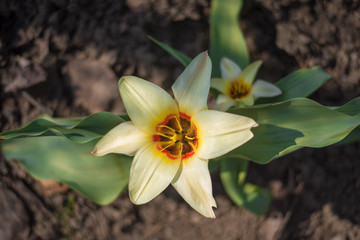 Spring flowers. Botanical yellow tulip. Blooming flowers.