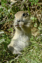 Ground Squirrel ( Gelengi / Spermophilus citellus ) Aladaglar National Park, Nigde / Turkey.