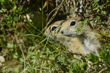 Ground Squirrel ( Gelengi / Spermophilus citellus ) Aladaglar National Park, Nigde / Turkey.