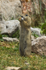 Naklejka na ściany i meble Ground Squirrel ( Gelengi / Spermophilus citellus ) Aladaglar National Park, Nigde / Turkey.