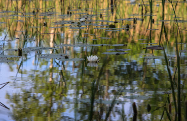 Water lilies on lake Chistik. Smolenskoye Poozerye national Park.