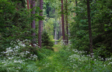 Summer forest. Smolenskoye Poozerye national Park