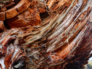 Albero rotto
