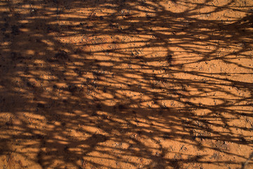 Shadow from dry branches on metal surface