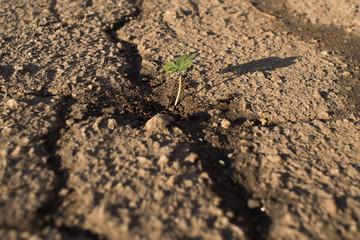 A green plant grows in the crack of asphalt