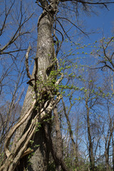 Grapevine climbing up tree