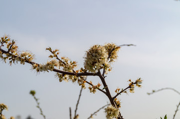 Fiori di pruno selvatico