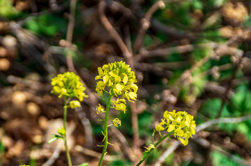 Fiori spontanei gialli in primavera