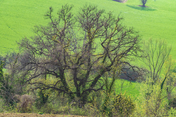 La grande quercia nel boschetto