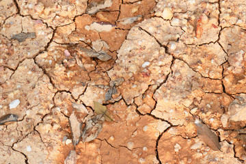 Orange and yellow leaves are dry on cracked ground. Arid land Arid land The surface is gray. Autumn leaves on the ground, leaving only small water of the soil surface.