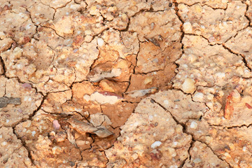 Orange and yellow leaves are dry on cracked ground. Arid land Arid land The surface is gray. Autumn leaves on the ground, leaving only small water of the soil surface.