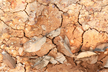 Orange and yellow leaves are dry on cracked ground. Arid land Arid land The surface is gray. Autumn leaves on the ground, leaving only small water of the soil surface.