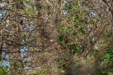 Intreccio di rami di quercia