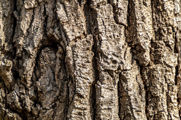 Texture corteccia vecchio albero